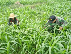 Serda Sumardi Dampingi Petani Siangi Tanaman Jagung