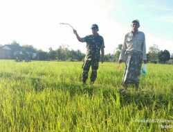 Babinsa 16/Gapura Sertu Erfan Cek Perkembangan Tanaman Padi
