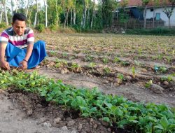 Musim Tembakau, Desak Pemerintah Antisipasi Permainan Harga