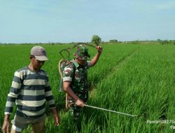 Upsus Babinsa Desa Pangarangan Bantu Penyemprotan Budidaya Tanaman Padi