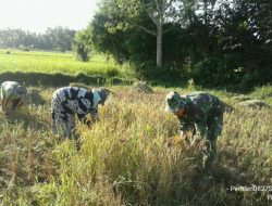 Meski Dengan Alat Manual, Babinsa Antusias Bantu Panen Padi