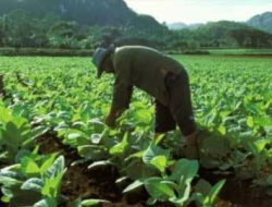 Nasib Petani Tembakau Masih Belum Jelas