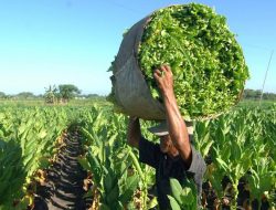 Waw,,! Harga Tembakau Tembus Sampai 80 Ribu Per Kilogram