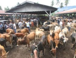 Jelang Hari Raya Qurban, DKPP Belum Lakukan Pemeriksaan Kesehatan Hewan