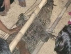 Warga Masalembu Digegerkan Dengan Penemuan Buaya 2,7 Meter