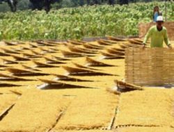 Pemerintah Harus Berpihak Kepada Petani Atur Harga Tembakau