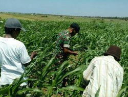 Kawal Swasembada Jagung, Babinsa Longos Turun ke Ladang