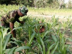 Babinsa Desa Juluk Bantu Poktan “Suka Damai” Bersihkan Rumput di Lahan Jagung