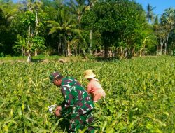 Babinsa Poja Kecamatan Gapura Dampingi Petani Panen Jagung