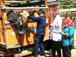 UPT Puskeswan Pamekasan Perlu Pembenahan, Dokter Minim