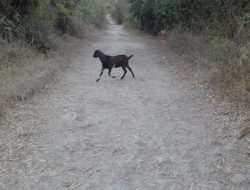 Kondisi Jalan PU Desa Gendang Timur Dikeluhkan, Berharap Perhatian Pemkab