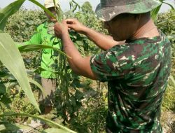 Babinsa Sertu Yohanes Gapo Berikan Pendampingan Kepada Warga