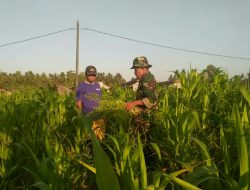 Babinsa Banjarbarat Lakukan Pengecekan Pertumbuhan Tanaman Jagung