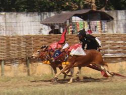 Sambut Hari Koperasi, Pemkab Sumenep “Gelar Karapan Sapi” Piala Bupati