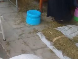 Pengambilan Sampel Tembakau di Gudang Bermasalah