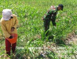 Tingkatkan Peran Babinsa, Sertu Fajaryanto Bantu Pemupukan Jagung