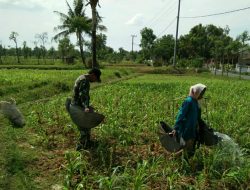 Babinsa Desa Bukabu Dampingi Bu Saiful Sirami Tanaman Jagung