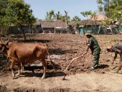 Babinsa Bringsang Ramil 0827/23 Giligenting Bantu Pengolahan Lahan