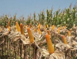 Jagung Hibrida di Pamekasan Masih Minim Peminat