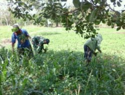 Babinsa Campor Barat Laksanakan Upsus Pembersihan Rumput Jagung