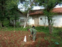 Babinsa Koramil 0827/15 Batuputih Bantu Desa Badur Bantu Warga Pemupukan Tanaman Jagung