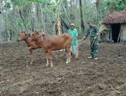 Babinsa Sertu Najalmudin Bantu Siapkan Lahan Jagung Milik Bapak Juhri