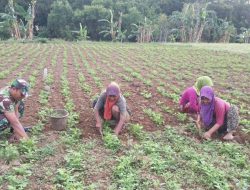 Pedulian Serta Ringankan Beban Petani, Koptu Parjoko Bantu Bersihkan Gulma