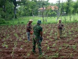 Babinsa Koramil0827/15 Batu Putih Dampingi Petani Tehnis Pemupukan