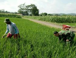 Babinsa Ramil 0827/07: Gulma Faktor Gangguan Pertumbuhan Tanaman Padi
