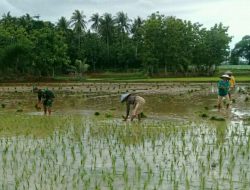 Sukseskan Pangan, Koramil 0827/18 Kangean Imbau Babinsa Dampingi Petani