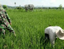 Babinsa Guluk Guluk Gelar Upsus Peningkatan Produksi Padi