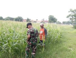 Kehadiran Babinsa Sumenep Sebagai Penyemangat Petani