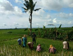Babinsa Gapura Tengah Koramil 16/Gapura Pelopori Petani Warga Binaan