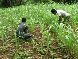 Anggota Koramil 23/Giligenting Melakukan Pengecekan Tanaman Jagung Tumbuh Mati