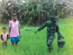 Jaga Kesububuran Padi, Babinsa Selalu Inten Bantu Petani Dalam Pemupukan