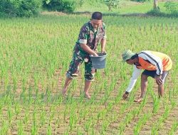 Jaga Kesuburan Tanaman Padi, Babinsa Bantu Petani Dalam Pemupukan