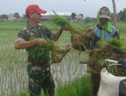 Babinsa Batuputih Bantu Petani Siapkan Bibit Padi Siap Tanam  