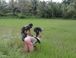 Babinsa Bantu Petani Cabut Rumput Pengganggu Tanaman Padi
