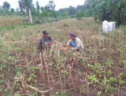 Babinsa Koramil 11/ Pasongsongan Bantu Petani Panen Jagung di Desa Padangdangan