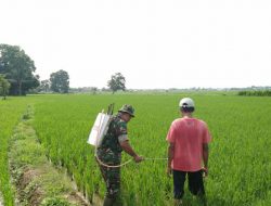 Babinsa Ramil 0827/01 Bantu Petani Semprot Hama Tanaman Padi