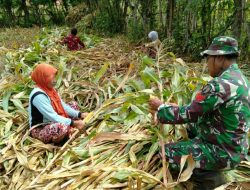 Babinsa Ra’as Dampingi Petani Panen Jagung