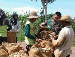 Babinsa Bluto Bantu Petani Panen Jagung