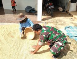 Babinsa Koramil 0827/01 Kota Membantu Warga Jemur Padi