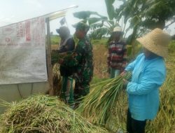 Wujudkan Swasembada Pangan, Babinsa Koramil 0827/01 Kota Bantu Petani Panen Padi