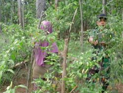 Peran Aktif Babinsa Koramil 0827/18 Kangean Bantu Petani Panen Cabe