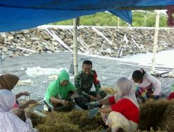 Tingkatkan Ekonomi Masyarakat, Babinsa Koramil 0827/21 Ra’as Rangkul Petani Rumput Laut