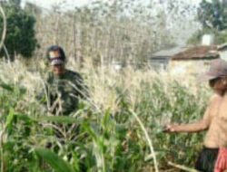 Babinsa Koramil 0827/18 Kangean Dampingi Petani Monitoring Tanaman Jagung