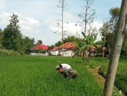 Babinsa Tambak Agung Tengah Membantu Petani Membersihkan Rumput Di Tanaman Padi