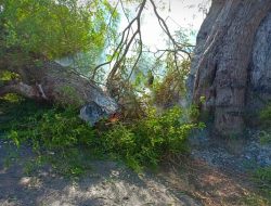 Pohon Asam Terbakar dan Tumbang, Akses Jalan Macet Total