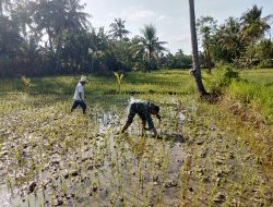 Babinsa Koramil 0827/14 Batang Batang Membantu Petani Bersihkan Rumput Pada Tanaman Padi